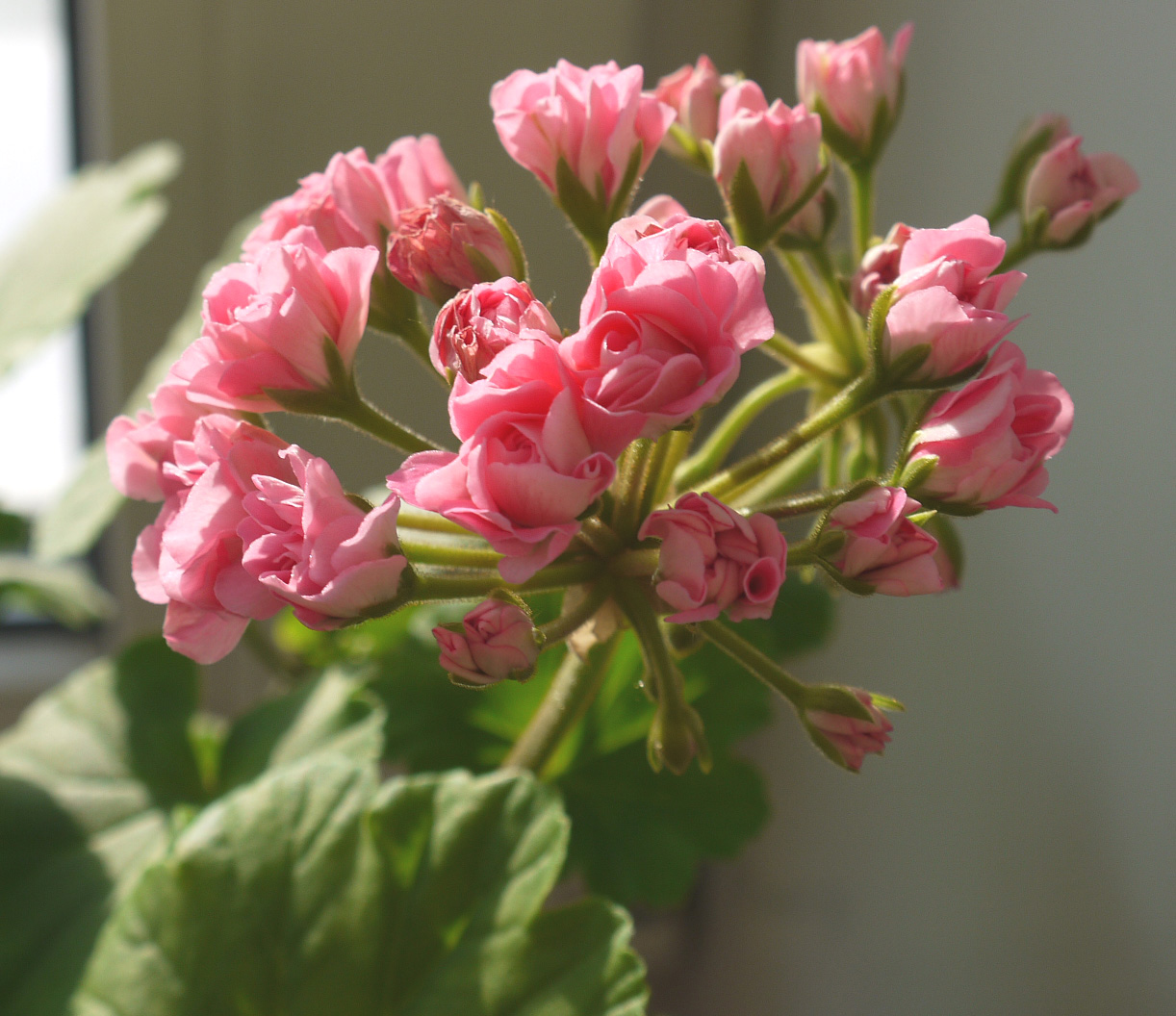 Пеларгония розебудная семена